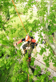 Arborist ascending a rope into the tree canopy with a Petzl SEQUOIA PLUS harness - imagen 7